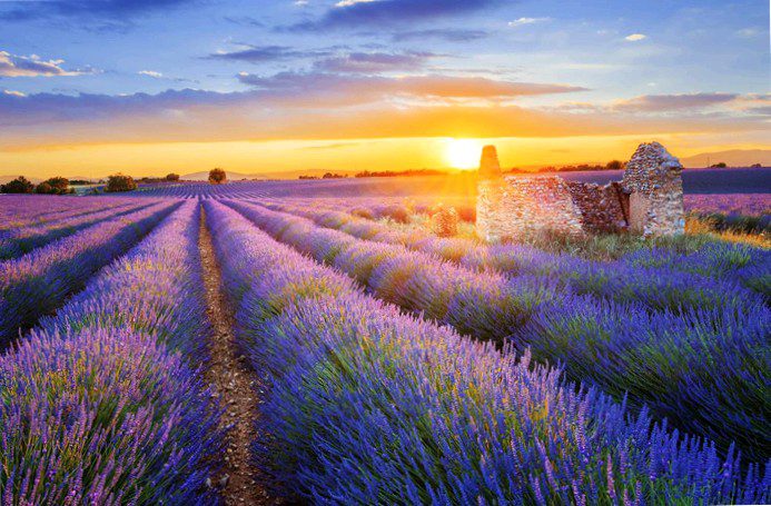 Sunset over a beautiful purple lavender field in Valensole
